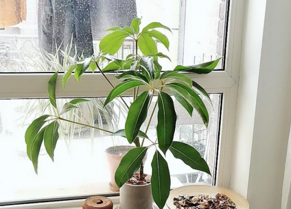 什么绿植可以净化空气