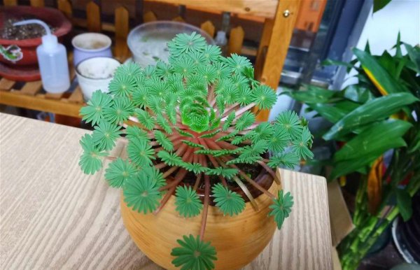 什么绿植可以净化空气