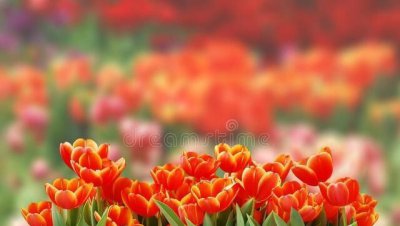 黄色的郁金香的花语是什么 有关郁金香象征与寓意