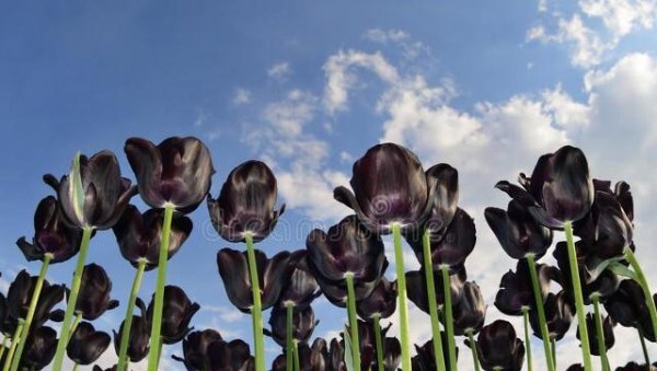 黄色的郁金香的花语是什么