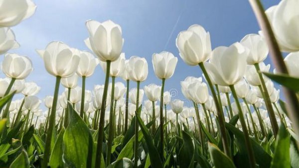 黄色的郁金香的花语是什么