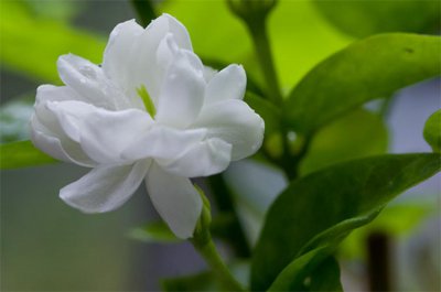 白茉莉花语是什么意思 详解茉莉的寓意及象征