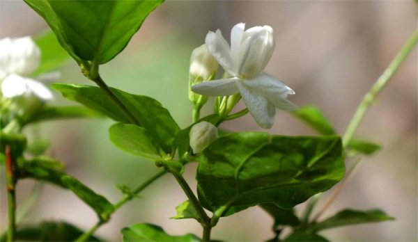 白茉莉花语是什么意思