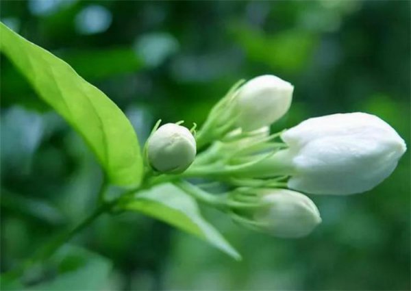 白茉莉花语是什么意思