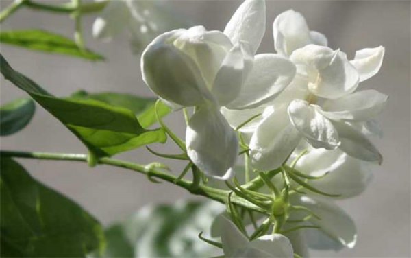 白茉莉花语是什么意思