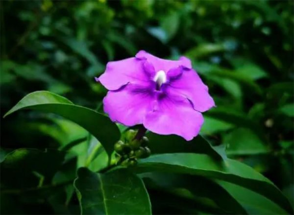 白茉莉花语是什么意思