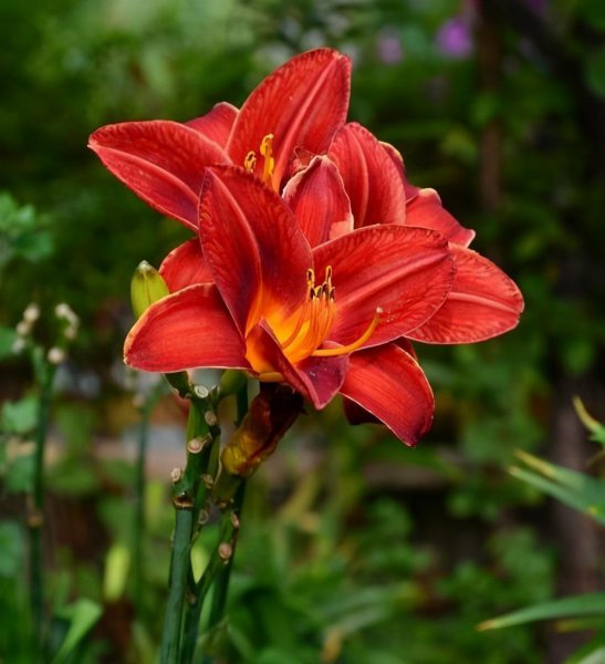 红色百合花的花语是什么
