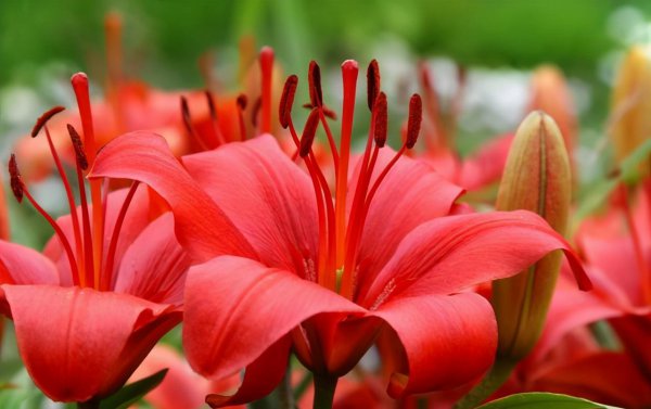 红色百合花的花语是什么