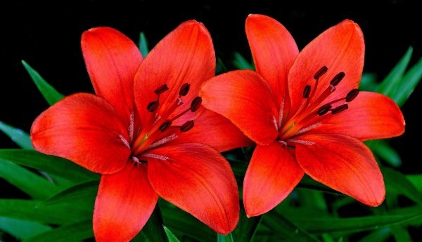 红色百合花的花语是什么