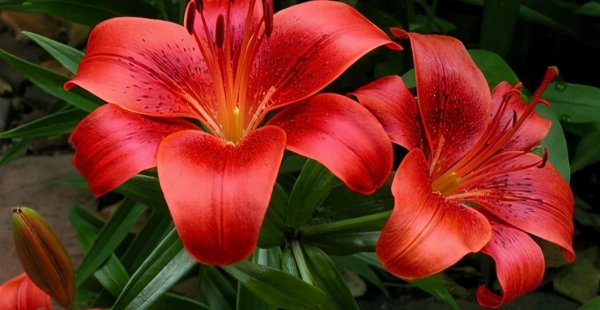 红色百合花的花语是什么