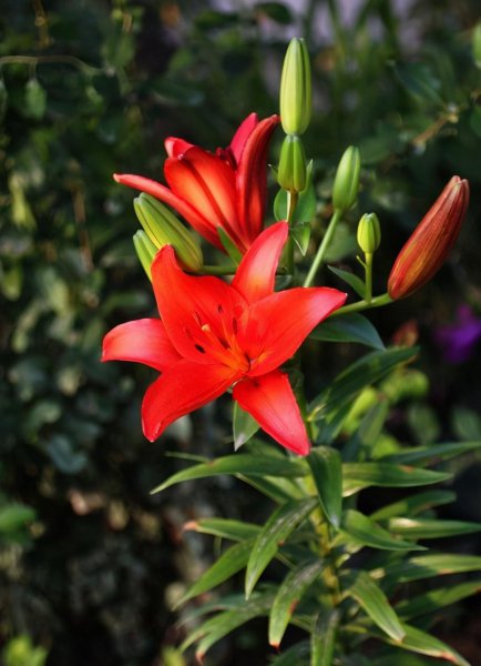 红色百合花的花语是什么