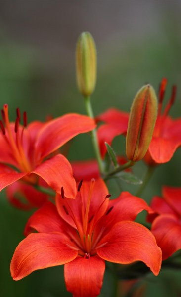 红色百合花的花语是什么