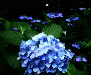 绣球花如何养殖 盆栽绣球花的养殖方法和注意事项