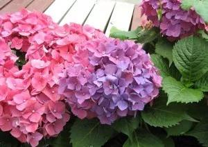 绣球花如何养殖