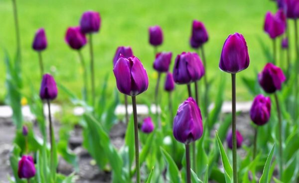 郁金香花的寓意是什么