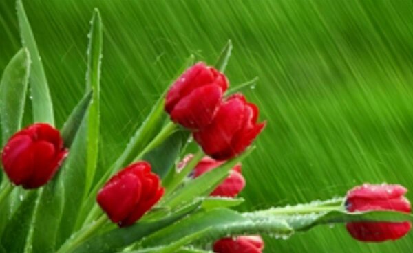 郁金香花的寓意是什么