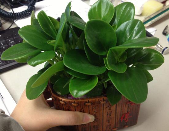 碧玉花的花语是什么