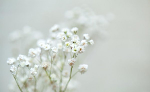 满天星花语和寓意是什么