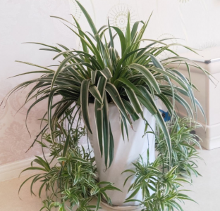 吊兰的品种有哪些 盘点八大受欢迎的吊兰