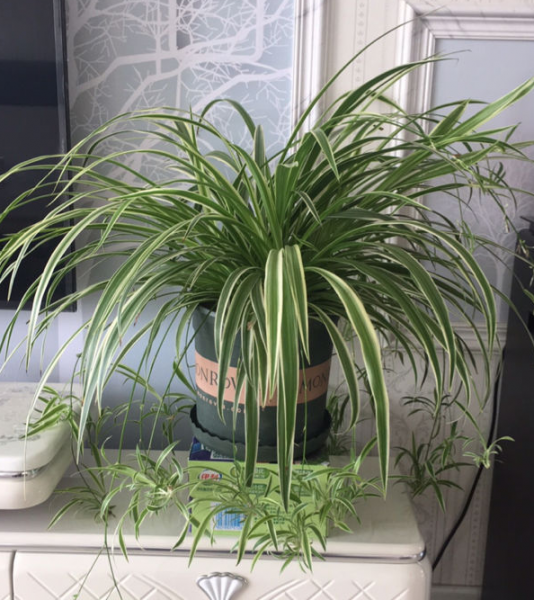 吊兰的品种有哪些