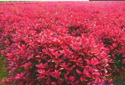 红叶石楠寓意及象征是什么 详解红叶石楠代表的意义