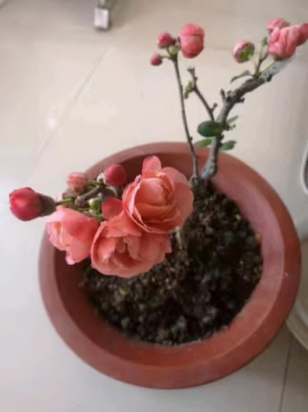海棠的品种有哪些