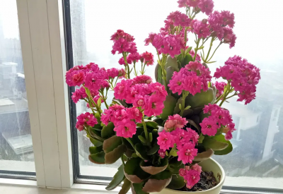 小叶长寿花有哪些品种 常见的长寿花种类介绍