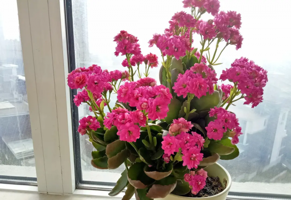 小叶长寿花有哪些品种