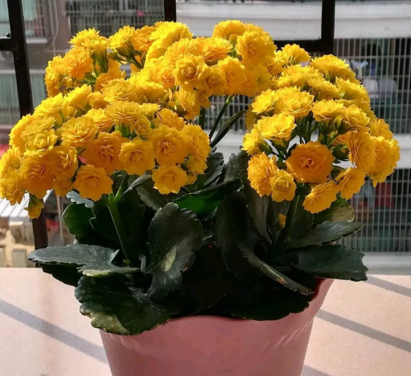 小叶长寿花有哪些品种