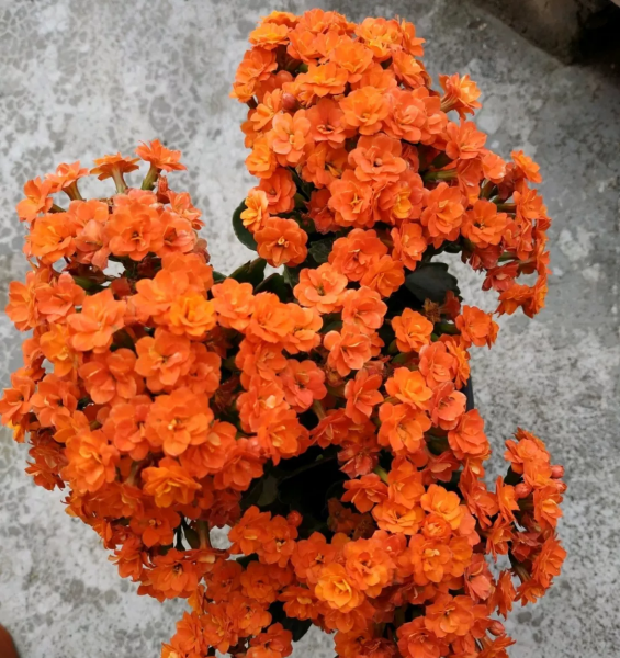 小叶长寿花有哪些品种