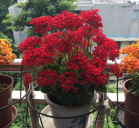 小叶长寿花有哪些品种