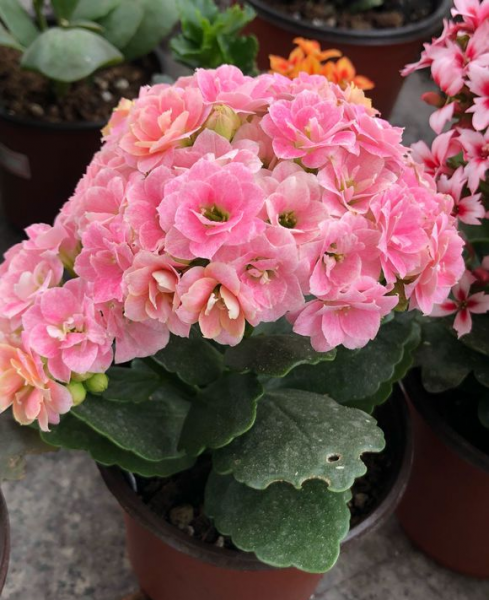 小叶长寿花有哪些品种