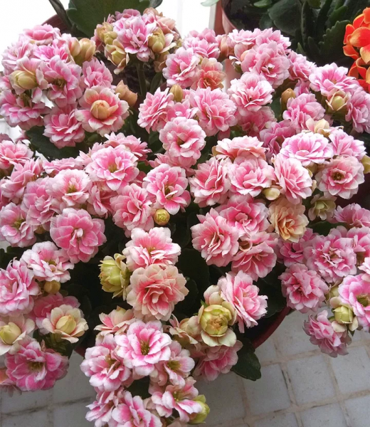 小叶长寿花有哪些品种