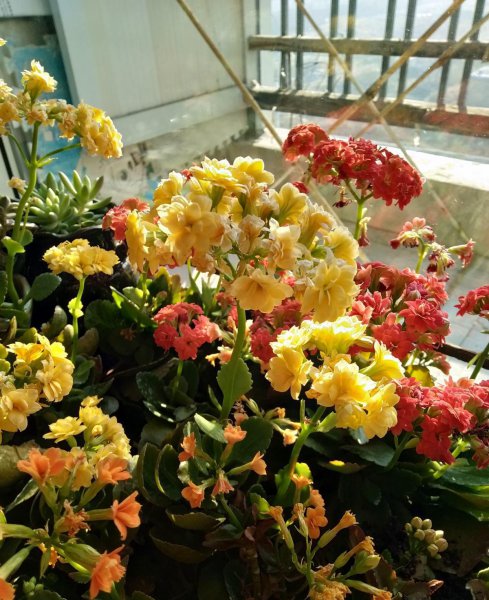 小叶长寿花有哪些品种