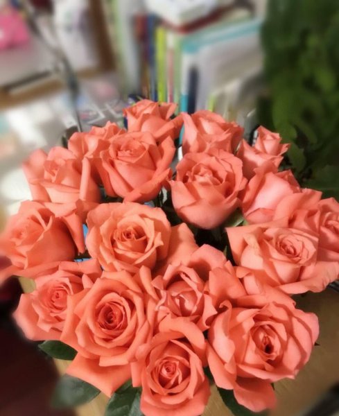 玫瑰花的种类名称及图片