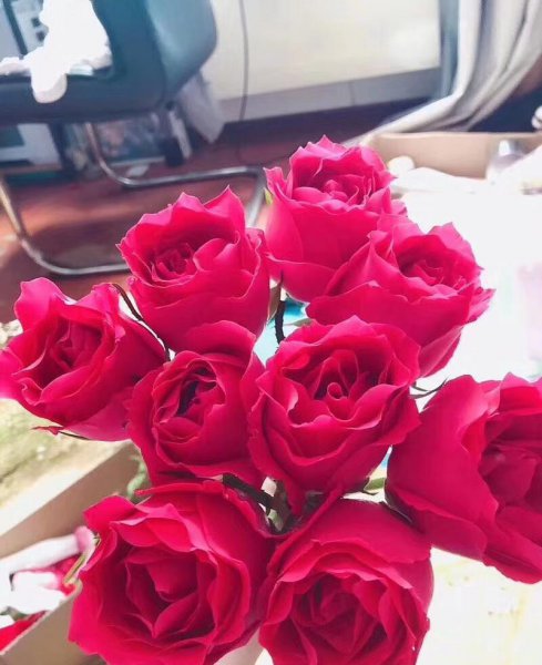 玫瑰花的种类名称及图片