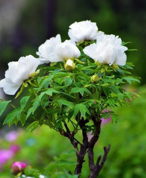 牡丹花语是什么意思