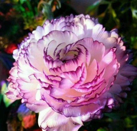 牡丹花语是什么意思