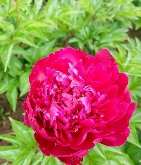 牡丹花语是什么意思