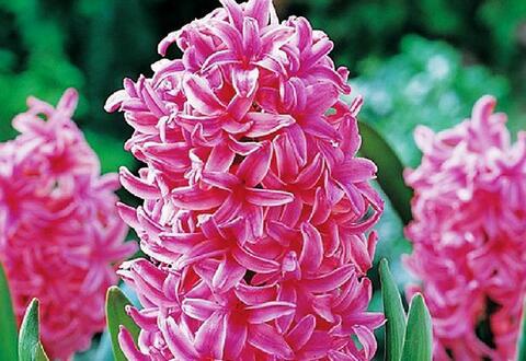 风信子花语是什么
