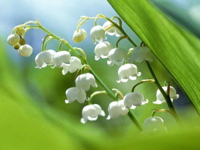 铃兰花的寓意是什么 铃兰花的象征和花语