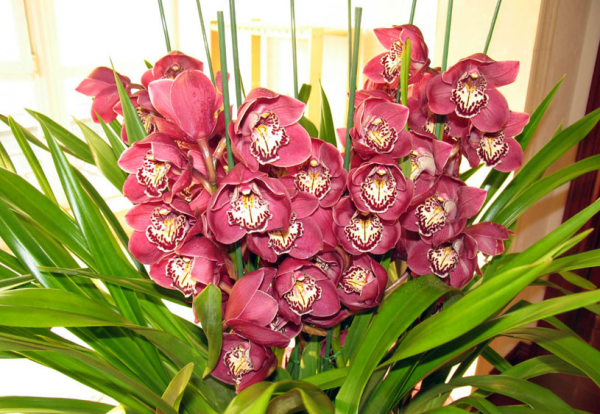 蕙兰的花语是什么