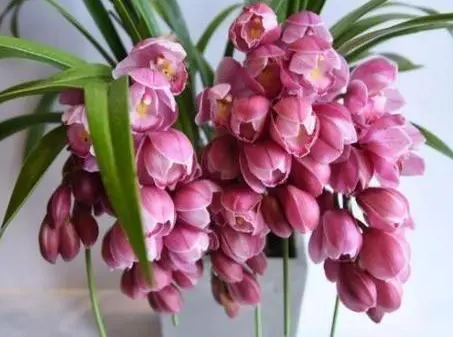 蕙兰的花语是什么
