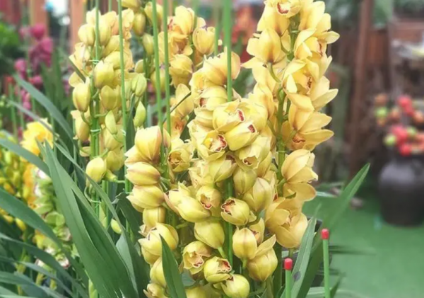 蕙兰的花语是什么