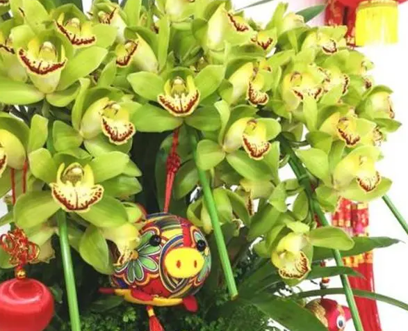 蕙兰的花语是什么