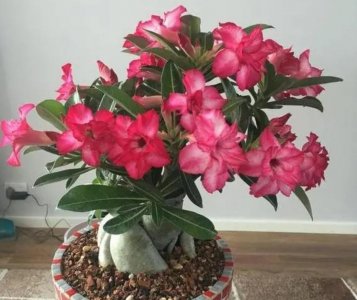 好养的花卉盆栽有哪些 盘点六大好养的花卉
