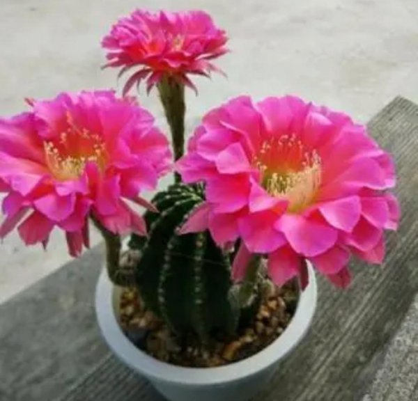 好养的花卉盆栽有哪些