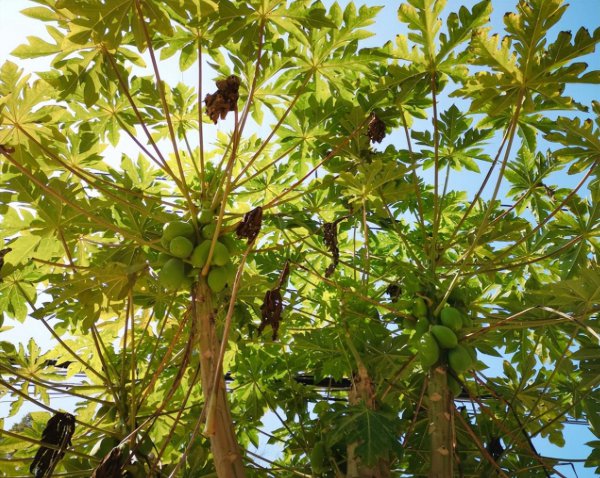 盆栽木瓜树怎么养