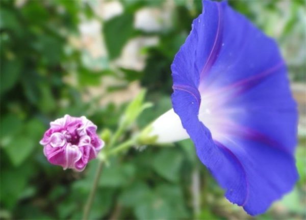 喇叭花的花语是什么