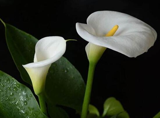 马蹄莲花语是什么
